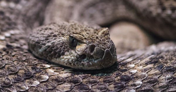 Sonic Employees Find A Giant Snake Behind The Deep Fryer and I Would Have Panicked