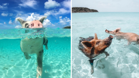 You Can Swim With Pigs at a Beach in The Bahamas and I’m On My Way Now