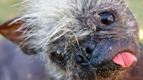 Meet Mr. Happy Face, Dubbed ‘The Ugliest Dog In The World’