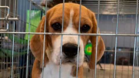 4,000 Beagles Were Rescued From A Virginia Breeding Facility And They Need Fur-Ever Homes