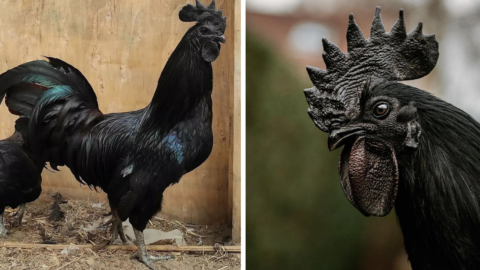 This Chicken Is Solid Black, Inside And Out, And It’s Wicked Cool