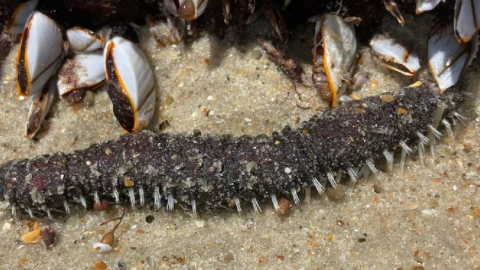 Dead Creatures Washed Up On A Beach In North Carolina And Nobody Knows What They Are