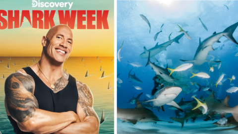 Dwayne Johnson Is Hosting This Year’s Shark Week And We Are So There