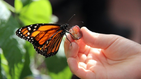 Monarch Butterflies Have Now Been Listed As Endangered. Here’s How We Can Help.