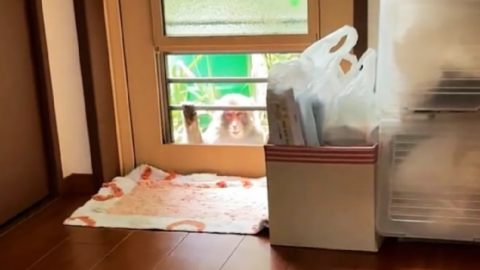 Monkeys Are Attacking People In Japan And It Sounds Like Something Out of A Movie