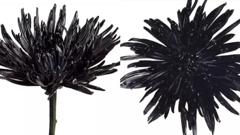 You Can Order A Huge Box of Black Spider Mums from Sam’s Club For The Person Who Has A Dark Soul