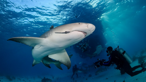 National Geographic’s ‘SharkFest’ Is Here. Here’s Everything Coming And How To Watch.