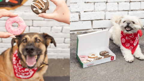 Krispy Kreme Is Releasing Doggie Doughnuts and My Pup and I Are So There