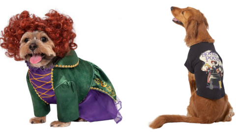 PetSmart Just Released An Entire ‘Hocus Pocus’ Line For Your Pet and It is Glorious