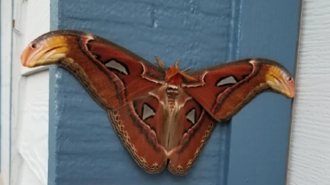The World’s Largest Moth Has Been Found In The U.S. For The First Time Ever And It Is Huge
