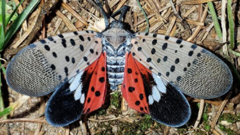 If You See This Invasive Insect, Scientists Want You to Kill It Immediately. Here’s Why.
