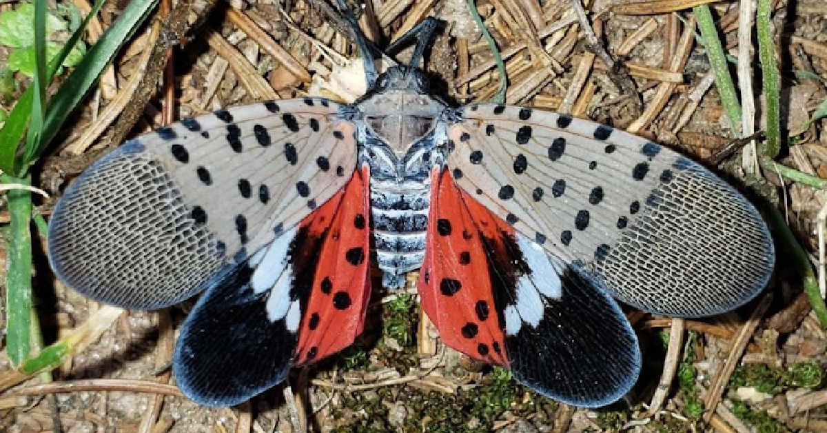 If You See This Invasive Insect, Scientists Want You to Kill It Immediately. Here’s Why.