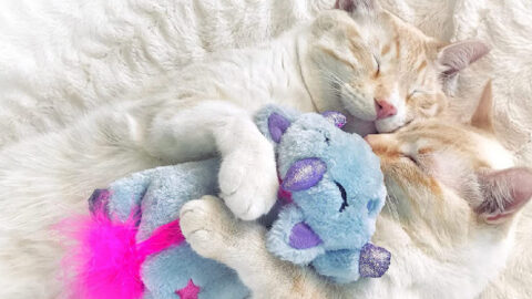 You Can Get A Microwaveable Unicorn Cat Toy That Will Reduce Anxiety and Stress For Your Cat