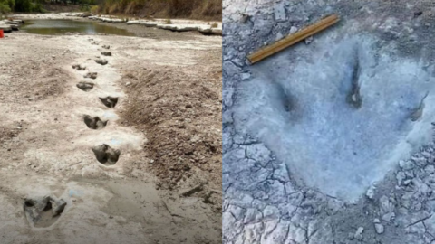 New Dinosaur Tracks Have Been Found In A Dried Up River In Texas and They Are Incredible
