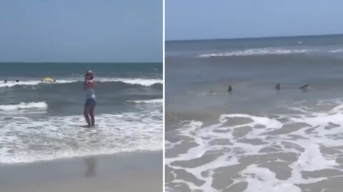 Sharks Were Seen Just Feet Away From The Shoreline In Florida And One Man Was Allegedly Attacked