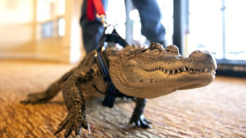 Meet Wally, The Emotional Support Alligator Who Likes To Give Hugs