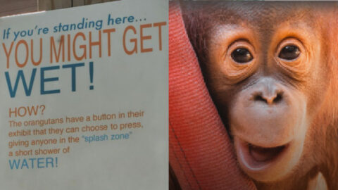 The Orangutans At The Toledo Zoo Have A Button They Can Use to Get People Wet and It’s The Cutest Thing Ever