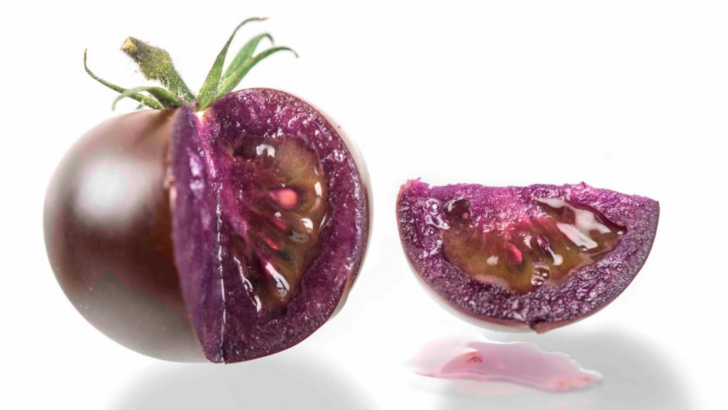 GMO Purple Tomatoes May Be Coming To Stores, But Why?