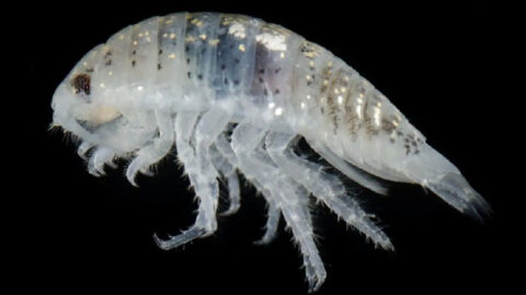 California Beach Goers Are Getting Attacked By Feet Eating ‘Mini Shark’ Bugs And I’m Staying Out Of The Water