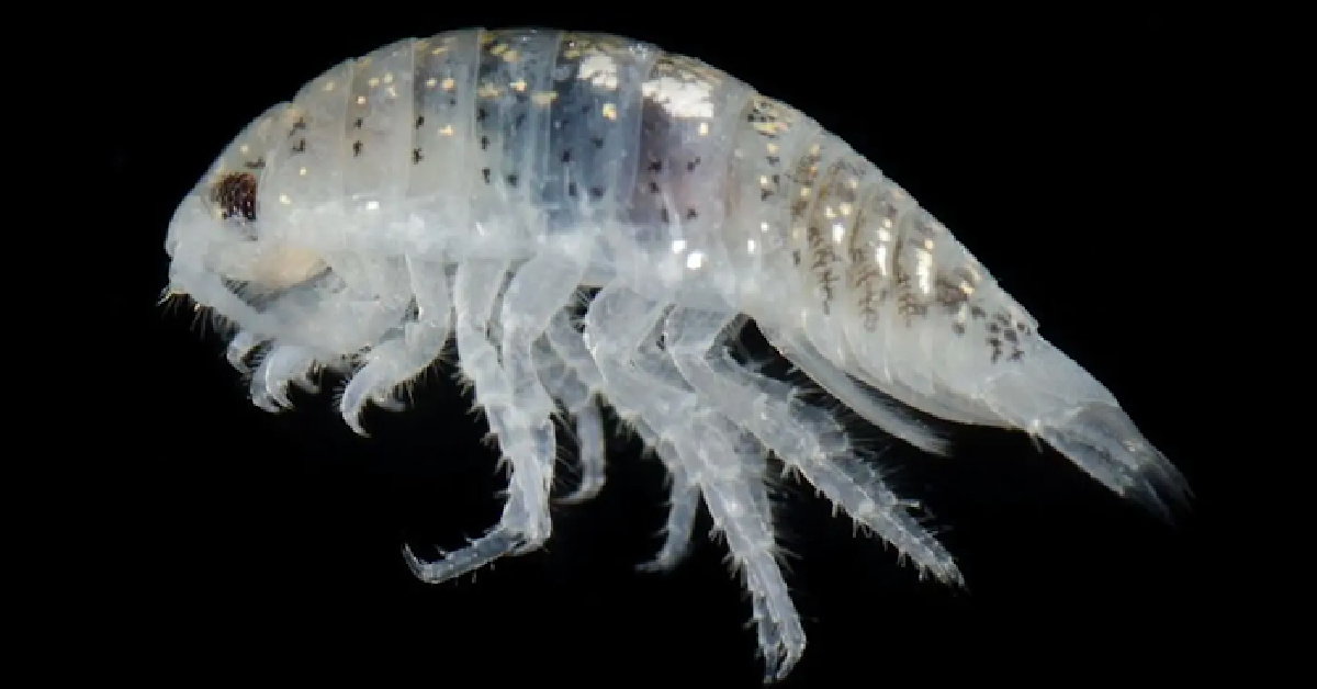 California Beach Goers Are Getting Attacked By Feet Eating ‘Mini Shark’ Bugs And I’m Staying Out Of The Water