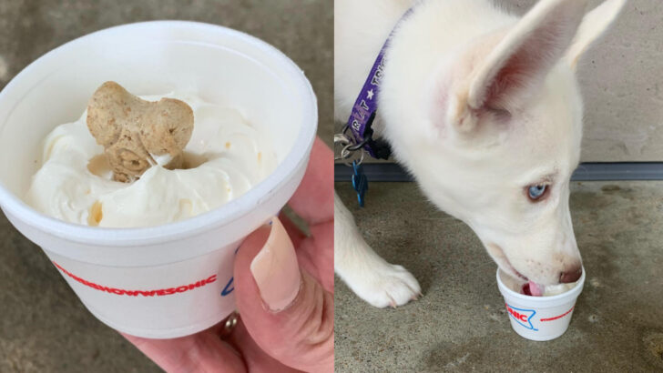 SONIC Has A Secret Pup Cup. Here’s How You Can Order One for Free.