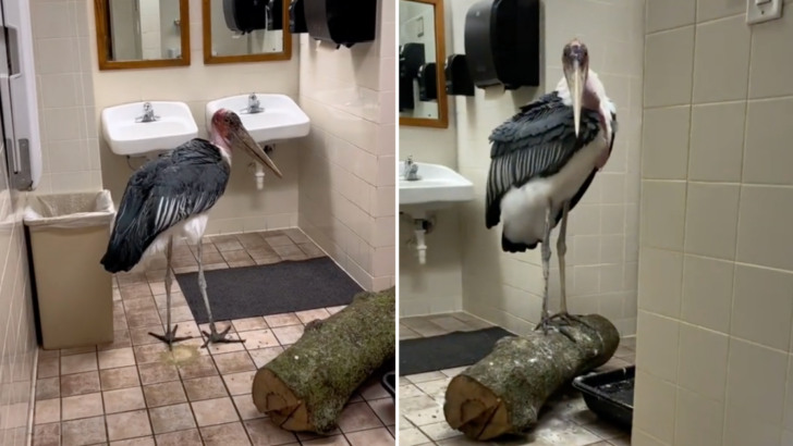 Here’s How Zoos Prepare and Protect Animals During A Hurricane