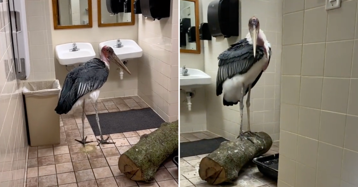 Here’s How Zoos Prepare and Protect Animals During A Hurricane