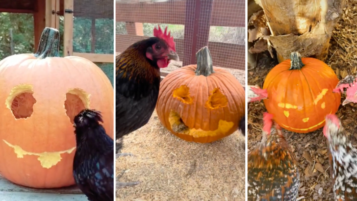 People Are Letting Chickens Carve Pumpkins This Year and the Results Are Scary Good