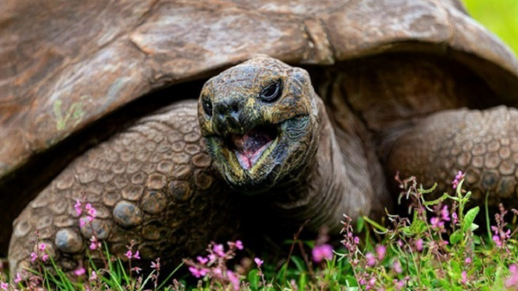 Meet Jonathon, the World’s Oldest Living Tortoise Who Has Just Turned 190 Years Old