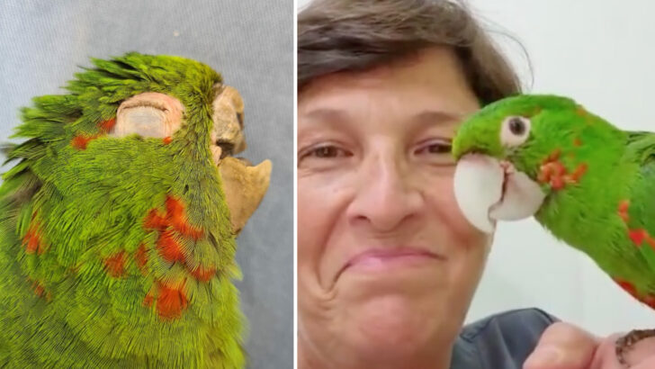 A Vet Saved This Parrot’s Life After Making Him A Prosthetic Beak