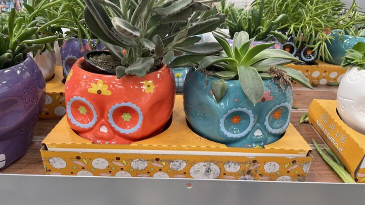 Sam’s Club is Selling A 2-Pack of Day of The Dead Succulent Plants for Just $16