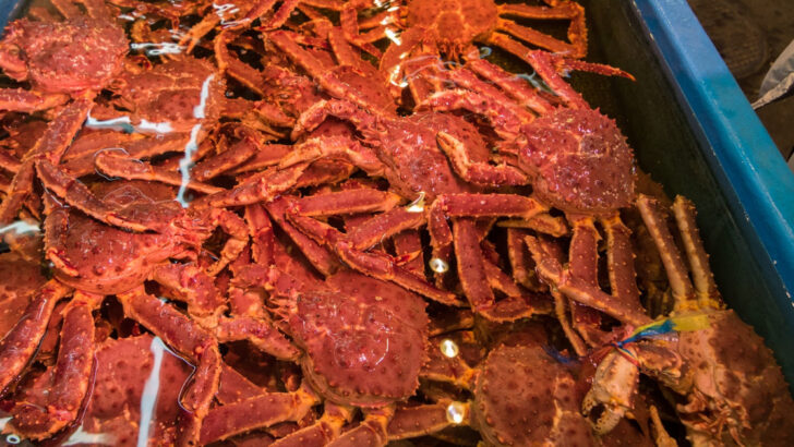 Billions of Snow Crabs Are Missing From the Waters Around Alaska and It Isn’t What You Think It Is