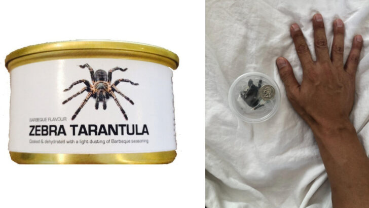 You Can Get An Edible Dehydrated Zebra Tarantula in a Can and I Wish I Was Kidding