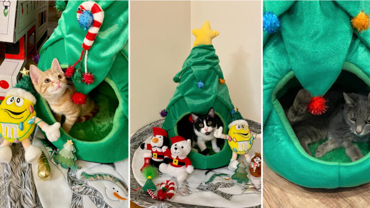 This Christmas Tree Cat Cave is The Perfect Way to Keep Your Kitty Away from Your Real Tree