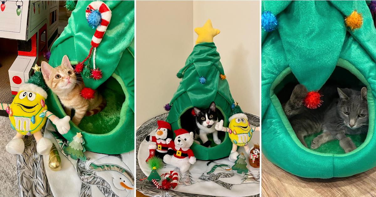This Christmas Tree Cat Cave is The Perfect Way to Keep Your Kitty Away from Your Real Tree