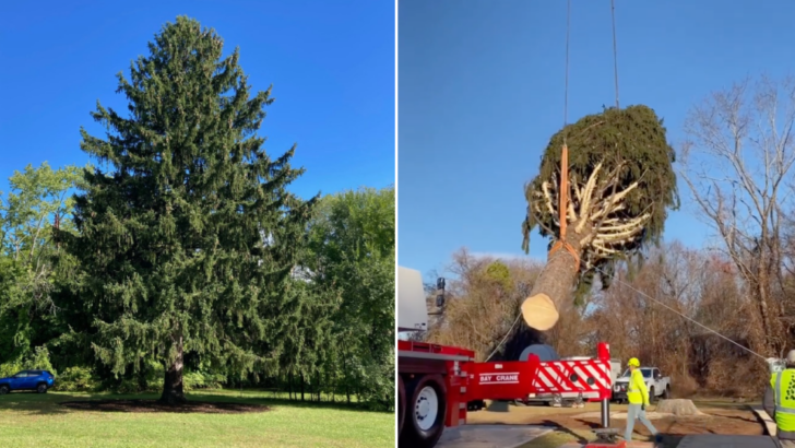 The Rockefeller Christmas Tree Has Officially Been Cut and Is Headed to New York City