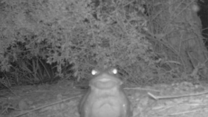 The National Park Service Says You Shouldn’t Lick This Toxic Toad And You Don’t Have To Tell Me Twice