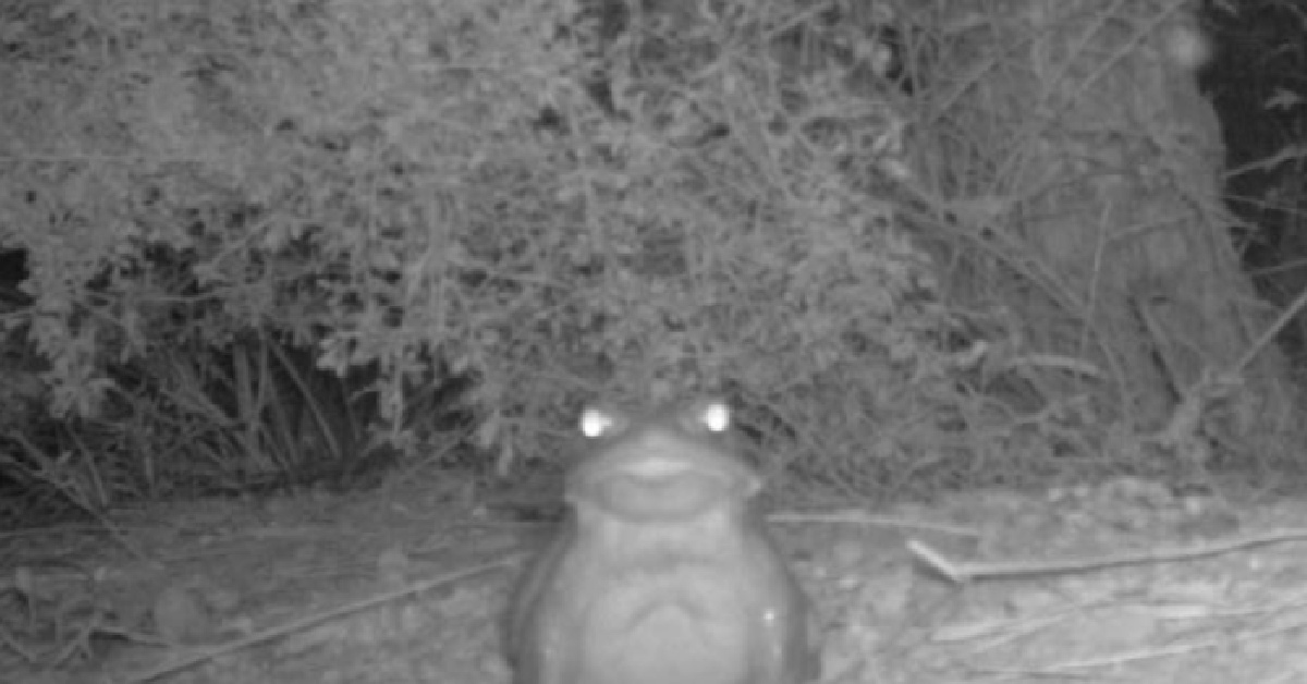The National Park Service Says You Shouldn’t Lick This Toxic Toad And You Don’t Have To Tell Me Twice