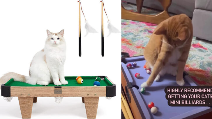 You Can Get A Mini Billiards Table For Your Cat Because, Why Not?