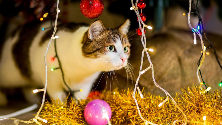 This Cat Completely Destroyed The Family Christmas Tree And Every Cat Owner Can Relate