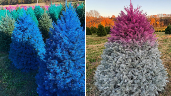 This Christmas Tree Farm Sells Colorful Trees That Are Colored Like the Rainbow