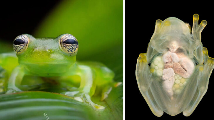 This Glassfrog Can Make Itself Transparent When It Sleeps And It’s The Coolest Thing Ever
