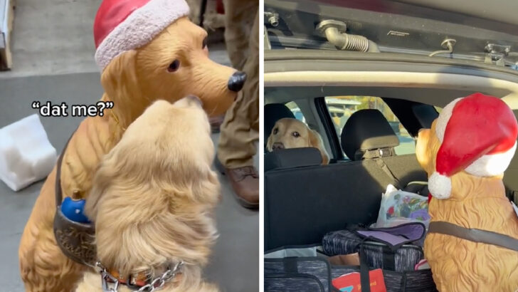 This Dog’s Trip To Home Depot For A Golden Retriever Statue Wins Christmas