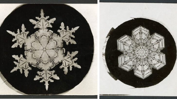 This Man’s Photos Prove No Two Snowflakes Are The Same And It Is Mesmerizing