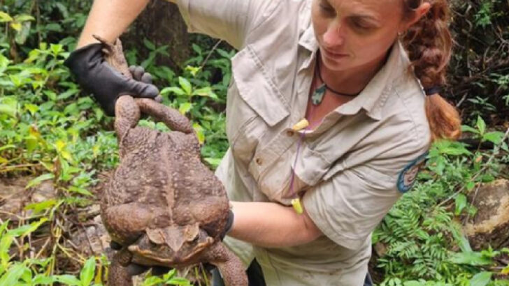 This Giant ‘Toadzilla’ Might Just Be The World’s Biggest Toad Ever