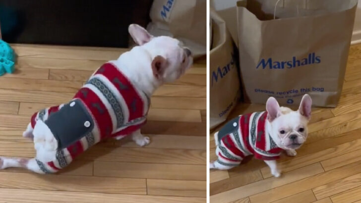 This Adorable French Bulldog Fakes A Hurt Leg For Attention And It’s Hysterical