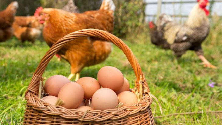 How Much Does It Cost To Raise Chickens?