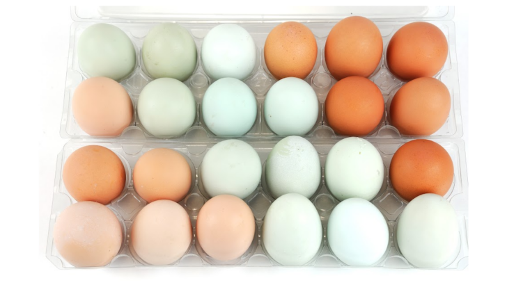 Here’s A List of Different Types of Chickens and The Colors of Eggs They Lay
