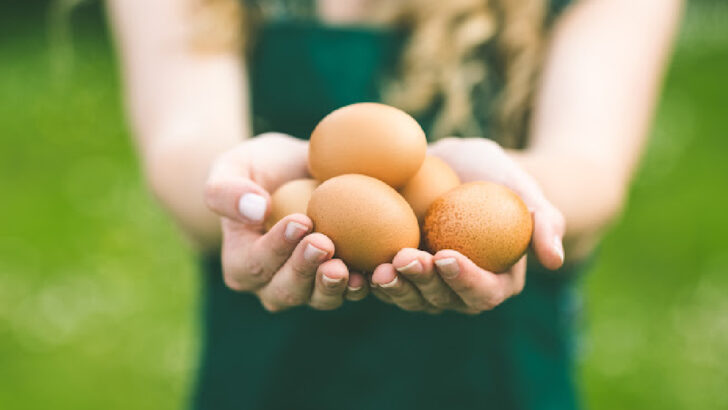 Why Are Egg Prices Are So High?