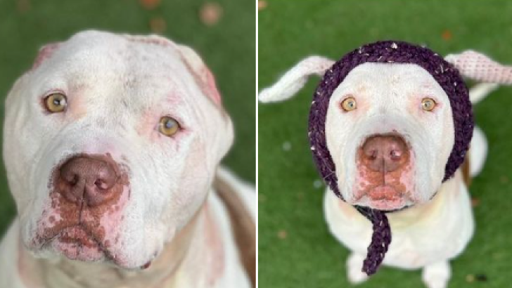 Meet Willy Wonka, The Dog With Two Crocheted Ears